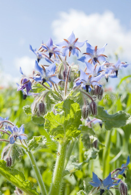 琉璃苣(Borago officinalis)对蓝天